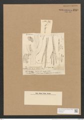 Schizonema ramosissimum Ag. (de-Toni-Nr.: Genus 20, Species 1187) Zeichnungen Sammlung Grunow Nr. 2289 (NHMW-BOT-W0369409)